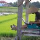 Peluang dan Kiat Sukses Investasi di Pedesaan