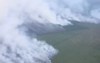 Kebakaran Hutan dan Lahan Meluas, KLH Segel Empat Perusahaan dan Tutup Satu Pabrik Sawit di Riau