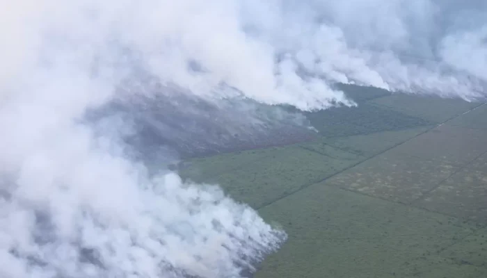 Kebakaran Hutan dan Lahan Meluas, KLH Segel Empat Perusahaan dan Tutup Satu Pabrik Sawit di Riau