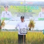 Bupati Muara Enim Perkuat Ketahanan Pangan Lewat Panen Raya Padi