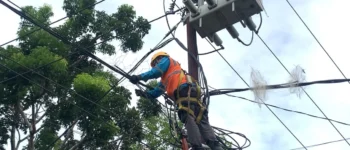 PLN Terapkan Strategi Berbasis Risiko, Jaring Pengaman Satwa Dipasang Demi Jaga Stabilitas Listrik