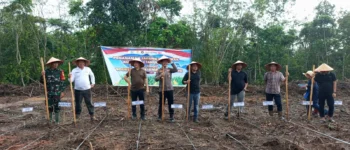 Kolaborasi Lintas Sektor di Muba, Polsek Lais Inisiasi Penanaman Jagung Kuartal II untuk Ketahanan Pangan