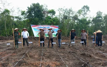 Kolaborasi Lintas Sektor di Muba, Polsek Lais Inisiasi Penanaman Jagung Kuartal II untuk Ketahanan Pangan