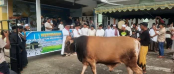 Usai Salat Idul Adha, Bupati Fakfak Resmi Serahkan Sapi Kurban Bantuan Presiden Prabowo kepada Pengurus Masjid Baitul Makmur