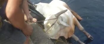Viral! Sapi Kurban 700 Kg di Palembang Nyebur ke Sungai, Evakuasi Dramatis Jadi Tontonan Warga