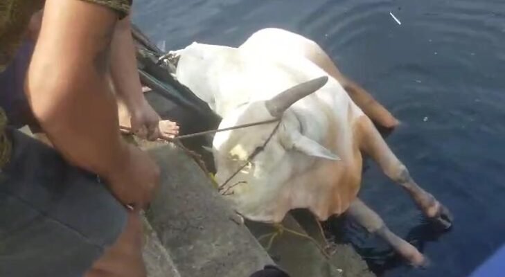 Viral! Sapi Kurban 700 Kg di Palembang Nyebur ke Sungai, Evakuasi Dramatis Jadi Tontonan Warga