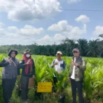 Pembibitan CV Alam Hijau Lestari di Muratara Jalani Pemeriksaan Ketat BPSBTP Sumsel untuk Sertifikasi Benih Kelapa Sawit Unggul