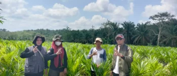 Pembibitan CV Alam Hijau Lestari di Muratara Jalani Pemeriksaan Ketat BPSBTP Sumsel untuk Sertifikasi Benih Kelapa Sawit Unggul