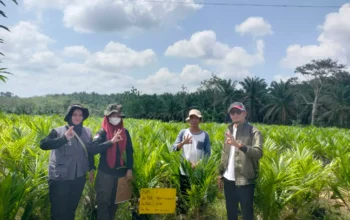 Pembibitan CV Alam Hijau Lestari di Muratara Jalani Pemeriksaan Ketat BPSBTP Sumsel untuk Sertifikasi Benih Kelapa Sawit Unggul