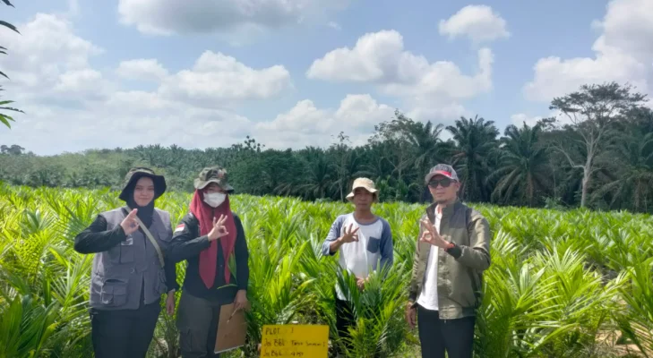 Pembibitan CV Alam Hijau Lestari di Muratara Jalani Pemeriksaan Ketat BPSBTP Sumsel untuk Sertifikasi Benih Kelapa Sawit Unggul