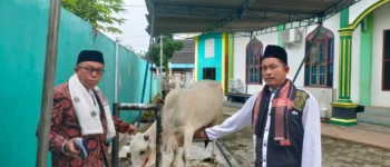 Wali Kota Lubuklinggau H Rachmat Hidayat Sumbangkan Sapi Kurban Jumbo untuk Masjid Anniyaturrohimin, Jamaah Beri Apresiasi