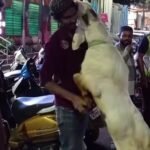 Kambing Tak Mau Berpisah dengan Pemilik Viral di Medsos, Warganet Ikut Terharu