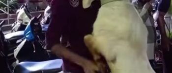 Kambing Tak Mau Berpisah dengan Pemilik Viral di Medsos, Warganet Ikut Terharu