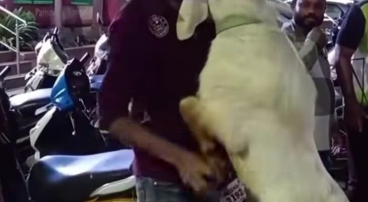 Kambing Tak Mau Berpisah dengan Pemilik Viral di Medsos, Warganet Ikut Terharu