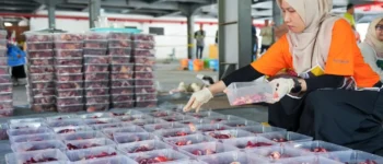 PLN UID S2JB Perkuat Nilai Kemanusiaan Lewat Penyembelihan 8 Ekor Sapi dan 9 Kambing pada Idul Adha 1447 H