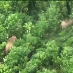 Teknologi Drone Thermal Ungkap Kehidupan 17 Gajah Sumatera di Hutan Seblat, Harapan Baru bagi Konservasi Satwa Langka