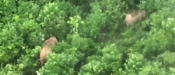 Teknologi Drone Thermal Ungkap Kehidupan 17 Gajah Sumatera di Hutan Seblat, Harapan Baru bagi Konservasi Satwa Langka
