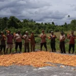 Personel Polsek Bomberay Turun ke Ladang Bersama Petani, Perkuat Sinergi dan Produktivitas Jagung Hibrida di Distrik Tomage