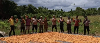 Personel Polsek Bomberay Turun ke Ladang Bersama Petani, Perkuat Sinergi dan Produktivitas Jagung Hibrida di Distrik Tomage
