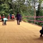 Sabut Kelapa Disulap Jadi Fondasi Jalan Raya, Kok Bisa? 