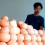 Harga Telur Makin Murah dari Bulan ke Bulan, Peternak Mulai Menarik Napas Panjang Menjaga Usaha Tetap Bertahan