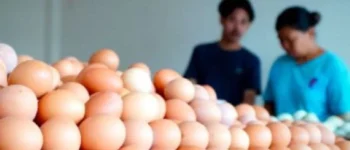 Harga Telur Makin Murah dari Bulan ke Bulan, Peternak Mulai Menarik Napas Panjang Menjaga Usaha Tetap Bertahan