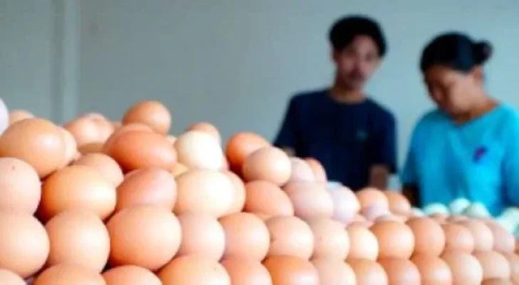 Harga Telur Makin Murah dari Bulan ke Bulan, Peternak Mulai Menarik Napas Panjang Menjaga Usaha Tetap Bertahan