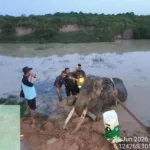 Setelah 31 Tahun Mengabdi untuk Konservasi, Gajah Indra Berpulang dan Tinggalkan Jejak Panjang di Way Kambas