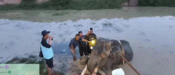 Setelah 31 Tahun Mengabdi untuk Konservasi, Gajah Indra Berpulang dan Tinggalkan Jejak Panjang di Way Kambas