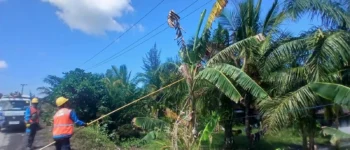 Cuaca Ekstrem Ancam Sistem Kelistrikan, PLN Bengkulu Bergerak Cepat Amankan Jaringan dari Potensi Gangguan Pohon