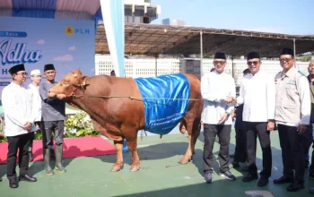 Momentum Iduladha 1447 H, PLN Salurkan 2.122 Hewan Kurban dan Sedekah Daging ke Berbagai Daerah di Indonesia