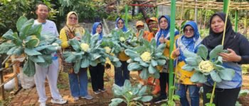 Kelurahan Cijantung Buktikan Lahan Sempit Bisa Hasilkan Puluhan Kilogram Sayuran