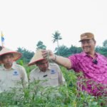 Cabai Merah Keriting ‘Bahagia’ Disiapkan Jadi Identitas Pertanian Batu Bara