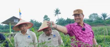 Cabai Merah Keriting ‘Bahagia’ Disiapkan Jadi Identitas Pertanian Batu Bara