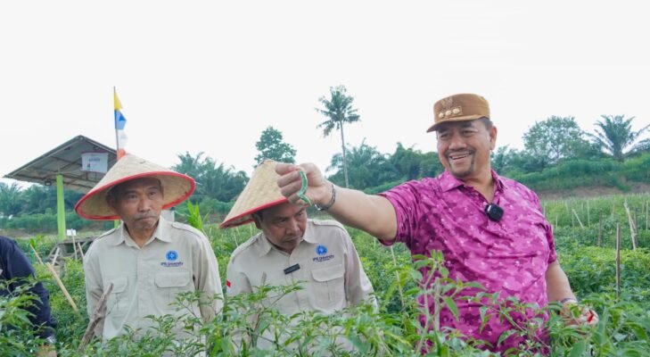 Cabai Merah Keriting ‘Bahagia’ Disiapkan Jadi Identitas Pertanian Batu Bara