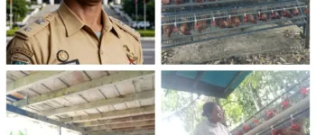 Kampung Tanama Kembangkan Budidaya Ayam Petelur Berbasis Masyarakat, Enam Kandang Mulai Memasuki Tahap Produksi