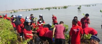 321 Siswa Baru Tanam 1.000 Mangrove di Pesisir Degayu