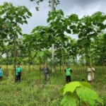 Tak Lagi Sekadar Tanam Pohon, Rehabilitasi Lahan Kini Menggunakan AI dan Drone untuk Percepat Pemulihan Ekosistem
