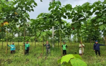 Tak Lagi Sekadar Tanam Pohon, Rehabilitasi Lahan Kini Menggunakan AI dan Drone untuk Percepat Pemulihan Ekosistem