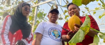 700 Melon Siap Panen, Ada Wisata Petik Bernuansa Kemerdekaan di Batang