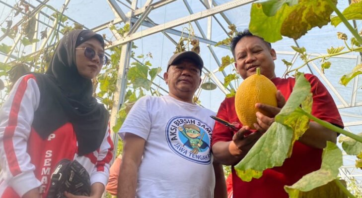 700 Melon Siap Panen, Ada Wisata Petik Bernuansa Kemerdekaan di Batang