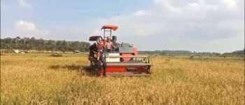 Sawah Buyan Kelumbi Makin Produktif, Combine Harvester Pangkas Biaya Panen