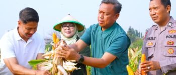 Panen 10 Ton Padi di Tengah Jakarta, Urban Farming Ujung Menteng Buktikan Lahan Kota Tetap Produktif