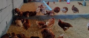 Inspiratif! Warga Pulau Panggang Ubah Lahan Sempit Jadi Peternakan Produktif