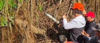 Usianya 150 Tahun, Pohon Munggur di Yogyakarta Tak Jadi Ditebang, Ini Alasannya