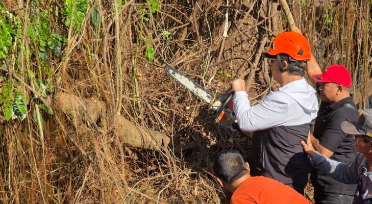Usianya 150 Tahun, Pohon Munggur di Yogyakarta Tak Jadi Ditebang, Ini Alasannya