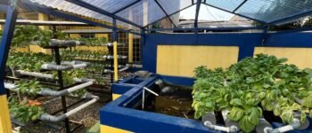 Rumah Pompa Grogol Tak Hanya Atasi Air, Kini Dilengkapi Biopori Jumbo dan Hidroponik