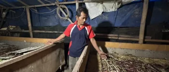 Sekali Panen Bisa 80 Kg, Jangkrik Curug Depok Kini Dipasok ke 5 Kota Jabodetabek