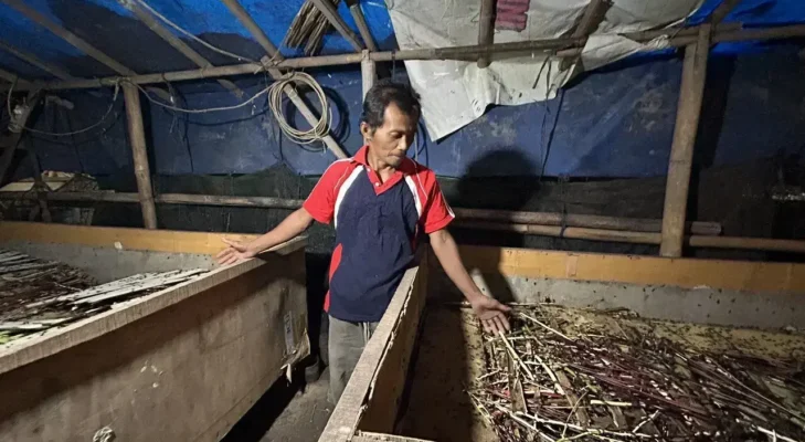 Sekali Panen Bisa 80 Kg, Jangkrik Curug Depok Kini Dipasok ke 5 Kota Jabodetabek