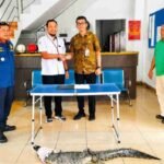 Resahkan Warga Kampung Baru, Buaya Muara Dievakuasi DPKP Tanjungpinang